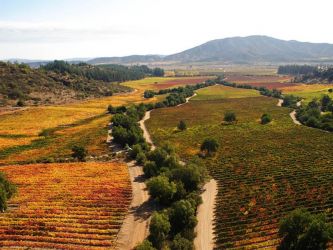 vinedo loma larga a03